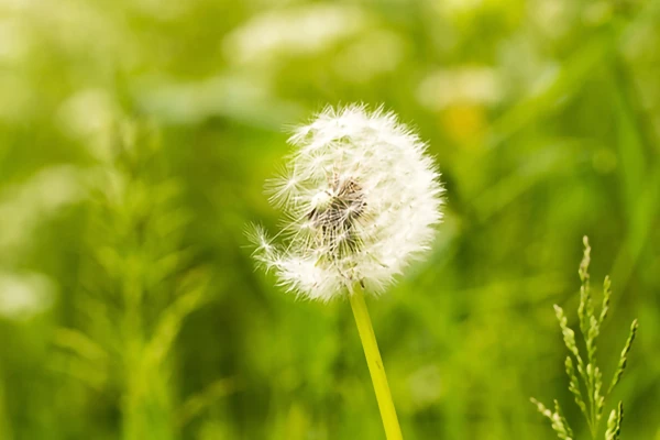 Understanding Hay Fever